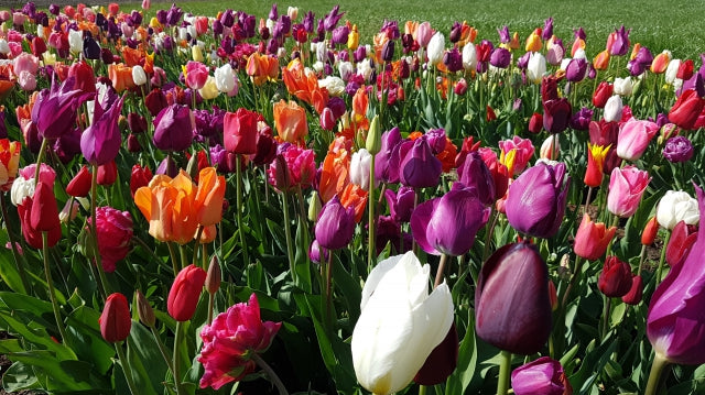 Bulbes à fleurs