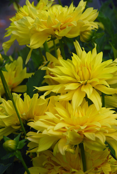 Zomerbollen met gele bloemen voor een vrolijke tuin