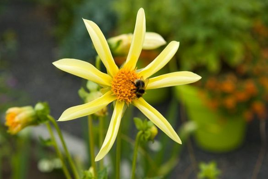 Dahlia Honka Jaune
