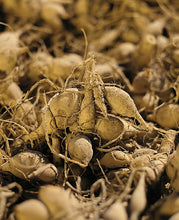 Afbeelding in Gallery-weergave laden, Dahlia Mingus Joshua