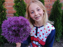 Charger l'image dans la galerie, Allium Universe.  Wanneer Allium bollen kopen?  Bestel ze nu eenvoudig online en plant dit ze dit najaar voor een mooie kleurrijke tuin of terras in het voorjaar!