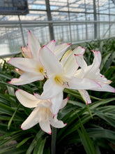 Afbeelding in Gallery-weergave laden, Bijzonder aan deze soort is de kleur: wit met een roze rand ipv roze zoals gebruikelijk.