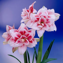 Afbeelding in Gallery-weergave laden, Dubbelbloemige Amaryylis (hippeastrum) Elvas. Nu beschikbaar op onze website!