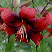 Afbeelding in Gallery-weergave laden, Aziatische lelie Strawberry Event, pure klasse!