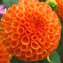 Afbeelding in Gallery-weergave laden, Dahlia Bantling is een oranje pompon-dahlia. De bloemen zijn prachtig bolvormig en ook geschikt als snijbloem.