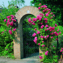 Afbeelding in Gallery-weergave laden, Blossomtime. Een grootbloemige klimroos van Conrad C. O'Neal (VS1951) Deze klimroos heeft sterk gevulde bloemen die zeer goed geuren.