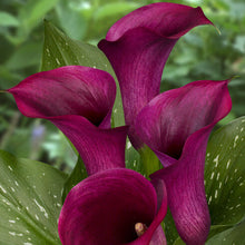 Charger l'image dans la galerie, Zantedeschia (Calla) Macau