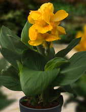 Afbeelding in Gallery-weergave laden, Geel gespikkelde dwergcanna met een compacte bloei