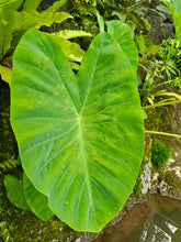 Afbeelding in Gallery-weergave laden, Colocasia