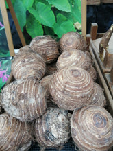 Afbeelding in Gallery-weergave laden, Bol van een Colocasia Esculenta