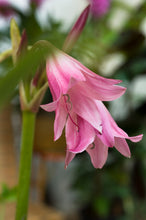 Afbeelding in Gallery-weergave laden, Crinum x powellii Roseum (Hakenlilie)