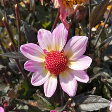 Charger l'image dans la galerie, Dahlia American Pie