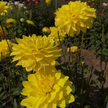 Charger l'image dans la galerie, Decoratieve Dahlia met felgele, zonnige bloemen die goed te gebruiken zijn als snijbloem, perfect voor borders en potten