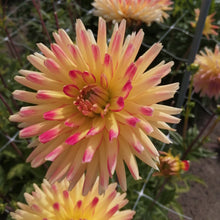 Charger l'image dans la galerie, Dahlia Bridge View Aloha