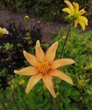 Charger l'image dans la galerie, Dahlia Dakota is een populaire, enkebloemige Dahlia met opvallende brons-gele bloemblaadjes die een contrasterende rode rand hebben.