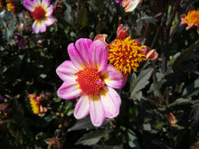 Charger l'image dans la galerie, Lage Dahlia met zeer donker, fijn en diep ingesneden blad.