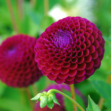 Charger l'image dans la galerie, Dahlia Downham Royal. Ball Dahlia (geregistreerd in 2012) met een diepe pruimrode bloemen