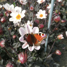 Load image into Gallery viewer, Dahlia HS Princess