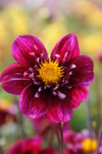 Load image into Gallery viewer, Dahlia Impression Fantastico