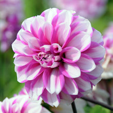 Load image into Gallery viewer, Dahlia Priceless Pink
