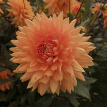 Load image into Gallery viewer, Dahlia Noordwijks Glorie. Decoratieve Dahlia met oranje bloemen van midden zomer tot diep in het najaar