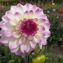 Charger l'image dans la galerie, Dahlia Hapet Blue Eyes