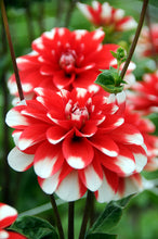 Afbeelding in Gallery-weergave laden, Decoratieve Dahlia Nagano. Waar plant je Dahlia's? Hoe meer zon, hoe beter. En hoe meeer bloemenpracht!