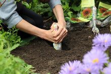 Load image into Gallery viewer, Dahlia’s houden van voedzame grond. Arme tuingrond kun je verrijken door compost in het plantgat te vermengen. Het zijn echte zonliefhebbers, plant ze daarom op een zonnige plek