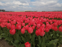 Afbeelding in Gallery-weergave laden, Tulp Darwin Van Eijk. Bestel uw tulpen nu eenvoudig online op www.bulbes.net