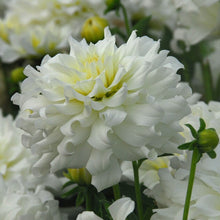 Afbeelding in Gallery-weergave laden, Decoratieve dahlia Aspen. Vrij recente border Dahlia (hoogte circa 40 cm) die perfect past voor elke tuin.