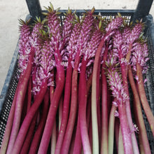 Afbeelding in Gallery-weergave laden, Eucomis Indian Summer, nieuwe soort die er spectaculair uitziet!