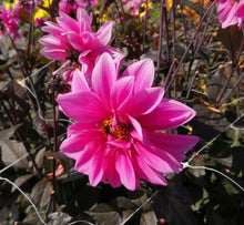 Load image into Gallery viewer, Dahlia Fascination is een populaire keuze voor elke tuin
