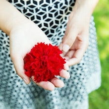 Charger l'image dans la galerie, Fimbriata bgonia's bloeien vele maanden