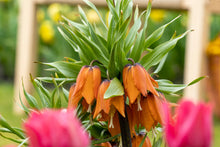 Charger l'image dans la galerie, Fritillaria Aurora     (Fritillaria Imperialis)  Ook bekend als Keizerskroon.  Mooie oranje  bloemen.