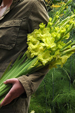 Afbeelding in Gallery-weergave laden, Gladiool Green Star. Gladiolen kunt u eenvoudig online bij ons bestellen