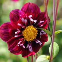 Afbeelding in Gallery-weergave laden, Dahlia Impression Fantastico. Diep wijnrood met geel Het is een dankbare zomerbloeier die u maandenlang plezier geeft