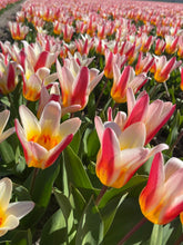 Afbeelding in Gallery-weergave laden, Rechtstreeks van de kweker. Zeer stevige soort