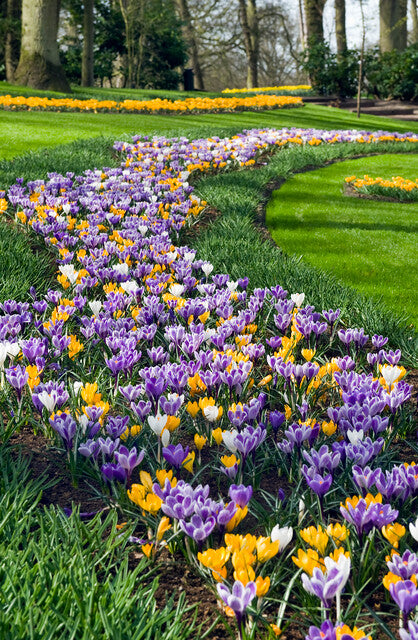 krokusse im blumenkasten Krokusse Mischung
