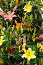 Afbeelding in Gallery-weergave laden, Heerlijke mengeling van diverse kleuren