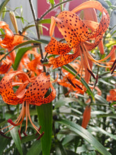 Afbeelding in Gallery-weergave laden, Deze sterke lelies met een tulbandvormige bloeiwijze zullen u verrassen door de vele bloemen