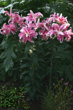 Charger l'image dans la galerie, Lilium Lila Cloud