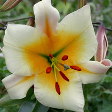 Afbeelding in Gallery-weergave laden, Lilium Miss Peculiar behoort tot een nieuwe kruising, ook wel super lelies of boomlelies genoemd. Heeft grote witte bloemen met geel hart, die sterk geuren.