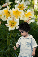 Afbeelding in Gallery-weergave laden, Lelie Miss Peculiar, zeer mooie tweekleurige boomlelie. Bestel ze nu eenvoudig en veilig via onze website.