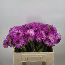 Afbeelding in Gallery-weergave laden, Wat een speciale kleur! Elk bloemblaadje van de Dahlia 'Mediterranee' is getipt met lavendel en vervaagt naar wit aan de basis en brengt verfrissende kleur in de tuin in de hoge zomerhitte.