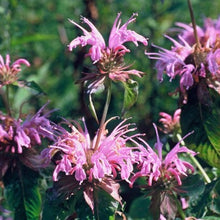 Afbeelding in Gallery-weergave laden, Monarda Croftway pink.  Ook wel bergamotplant genoemd.  De bladeren en bloemen zijn eetbaar en lokken tal van insecten en vlinders. 
