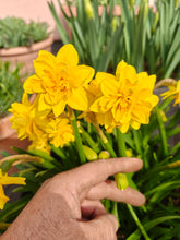 Load image into Gallery viewer, Botanical Daffodil Tête Bouclé. Beautiful filled flowers. Sometimes also called Tête Deluxe. Order them easily online and plant them this fall.