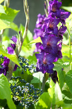 Afbeelding in Gallery-weergave laden, Gladiolen plant je in het voorjaar voor een mooie kleurrijke tuin in de zomer