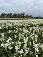 Charger l'image dans la galerie, Scilla Non-Scripta Alba.  Honingbijen en solitaire bijen halen nectar als voeding uit de bloem