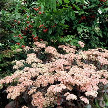 Afbeelding in Gallery-weergave laden, Sedum 'Matrona' mag einen sonnigen Platz im Garten, aber auch Halbschatten wird gut vertragen
