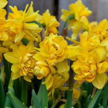 Charger l'image dans la galerie, De Tete Boucle narcissenbol behoort tot de miniatuur narcissen.